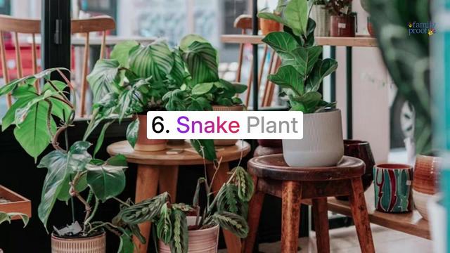 6 Best Plants For Busy Homeowners