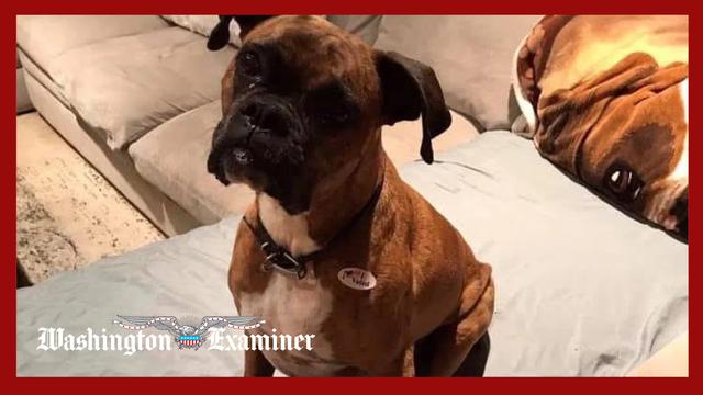 A dog’s vote was counted in California election. Its owner now faces jail time