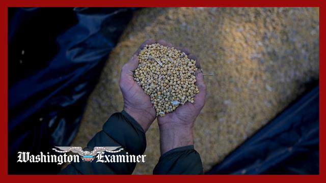 Trump says soybean farmers hit by tariffs will receive some revenue for aid