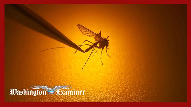 What to know about Chikungunya virus after case in New York