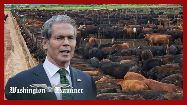 Bessent pins high beef prices on immigrants importing infected cattle