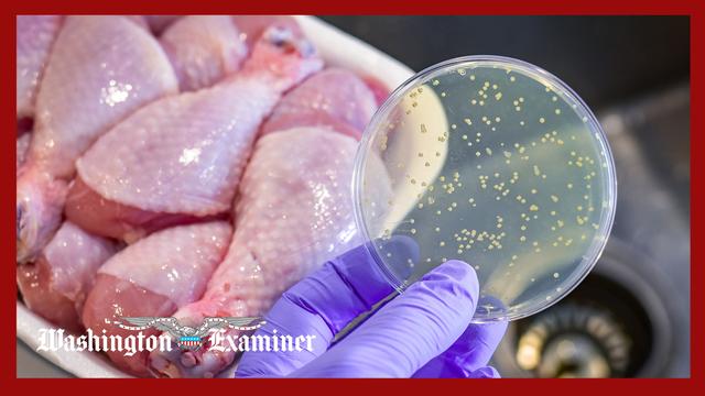 Talking turkey: Avoiding food poisoning on Thanksgiving