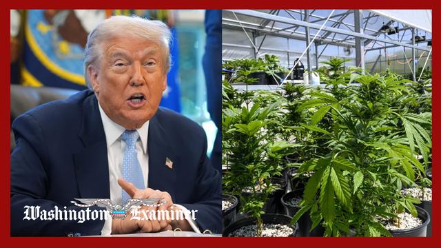 Trump signs executive order aimed at boosting medical marijuana