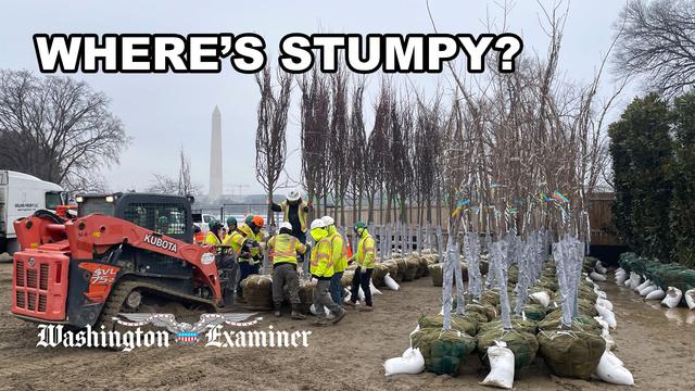 Japan gifts 250 cherry blossom trees to be planted on tidal basin