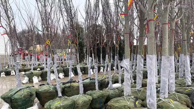 DC Cherry Blossom peak bloom announced!