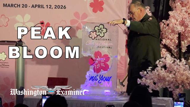 DC Cherry Blossom peak bloom announced!