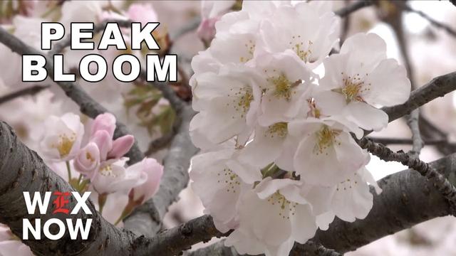 Cherry blossoms reach early peak bloom in D.C., delighting visitors at the Tidal