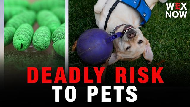 Parasite originating from South America poses deadly risk to pets
