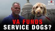 Should taxpayer dollars pay for veterans’ service dogs? Congress is deciding