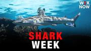 Get your Shark Week fix in DC