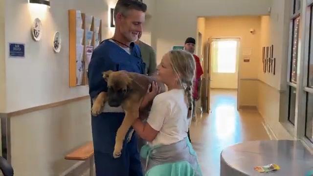 Here's what happened to the ONE Eared German Shepherd VINCE!