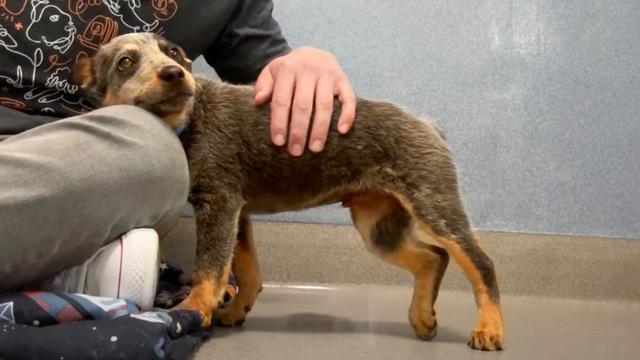 Blue Heeler Puppy Abandoned at the Park with a Broken Leg (we can help!)