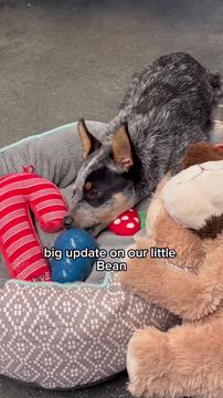 Bean's Update and Open House Announcement