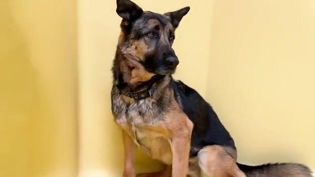 Here's what happened the German Shepherd in the Shelter for over 365 Days | Pupdate for Wang & more