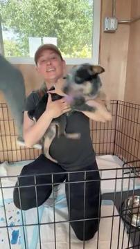 Why can't Bean the Cattle Dog have a Cast on His Broken Leg? 