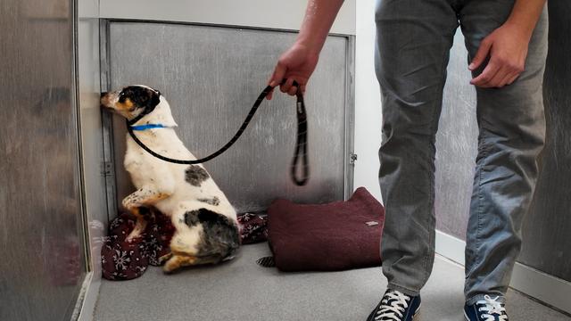 Watch the Moment Shut Down Shelter Dog leaves his Corner 