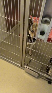 Watch the Moment Shut Down Shelter Dog leaves his Corner...