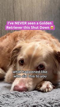 I've NEVER seen a Golden Retriever this Shut Down