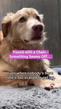 Golden Retriever Found with Chain - Something Seems Off…