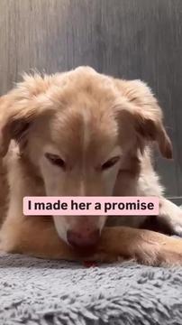 Golden Retriever found with Chain 