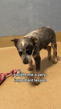 Bean's journey recap with Subaru/ASPCA sponsored integration.