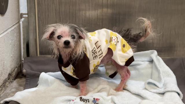 Watch the Moment this Neglected Dog is Reunited with Her Sister 