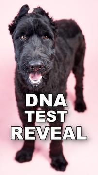 Valentina DNA Test Reveal (LIVE)