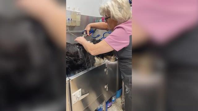 Sitting with Dogs 93 Cassie