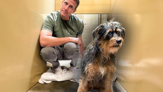 I Built a Tiny House for a Homeless Dog *Budget Challenge*