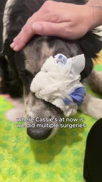 The story of how Cassie went from Lost to Loved and is helping others Heal Along the Way