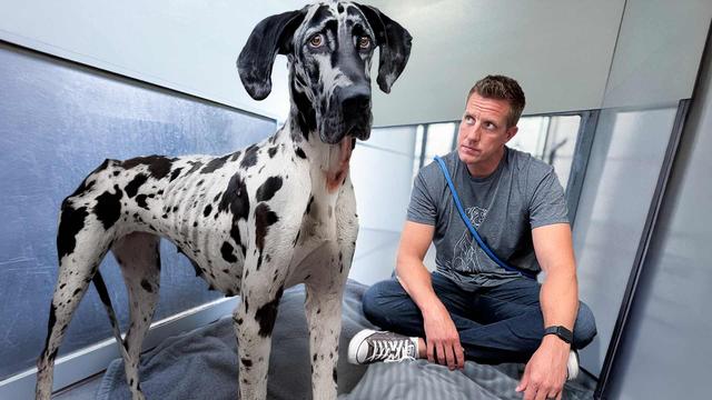 Great Dane Told She's A 