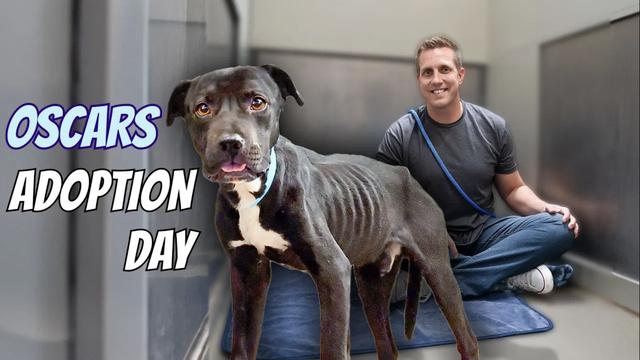 Dog Tied to Tree Gets a Second Chance [PUPDATE]