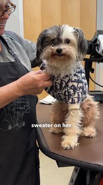 Shelter Dog so Matted the Groomer didn't know if she could be saved, until this happened...