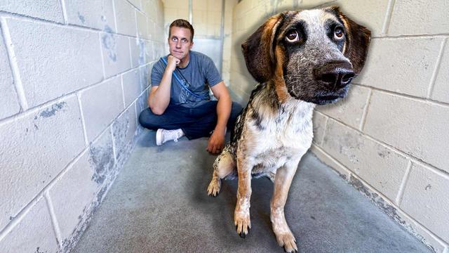 A simple name change saved this shelter dog's life