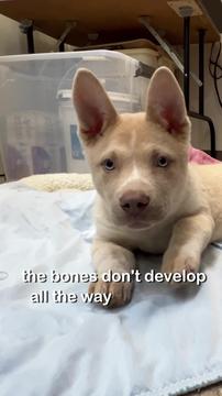 Behind the scenes for Lilly's therapy ..