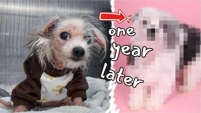 Pets That Will Make You Laugh Just In Few Seconds
