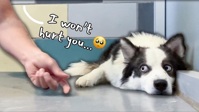 Sitting with Dogs 109 - Leonis