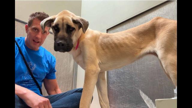 GIANT dog has a MASSIVE problem...
