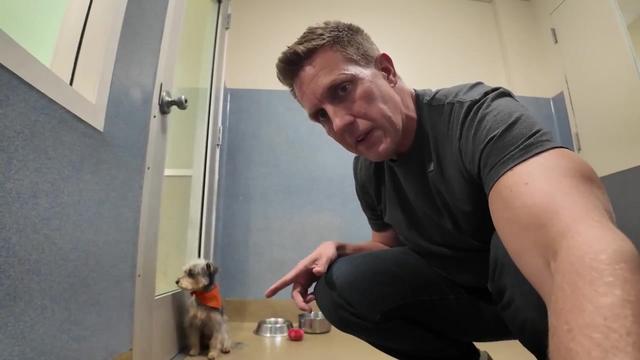 Deciding what's Next for this Little Guy that Can't Stop Shaking...