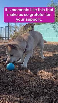 Lilly on the farm's got a new toy to share (or not) LOL Isn't she the cutest?