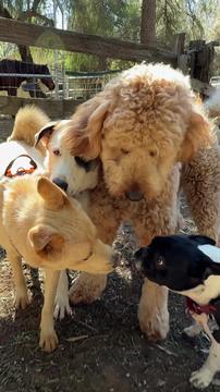 Pumpkin and Lilly's Dog Training Adventure 