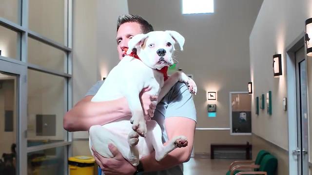 Their Owner Left Them Behind - Watch Their Emotional Reunion