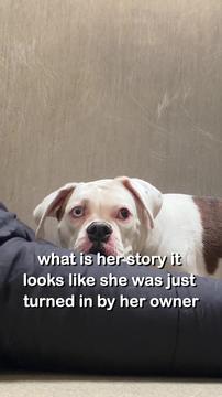 The Moment Boxer Realized She’s Safe Thanks to This...