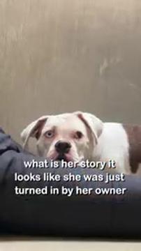 The Moment Boxer Realized She’s Safe Thanks to This…