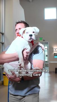 Their Owner Was Moving and Turned them in - Watch Dogs Emotional Reunion!