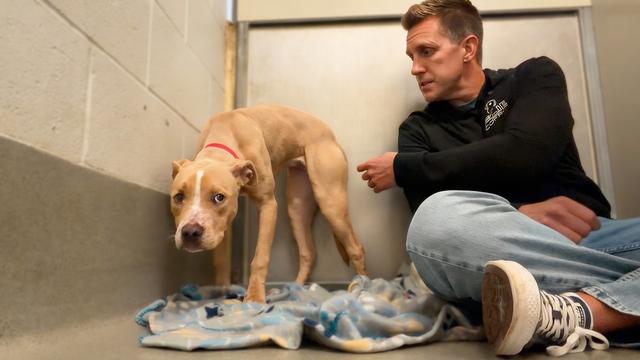 Hilarious Chubby Animals in the World