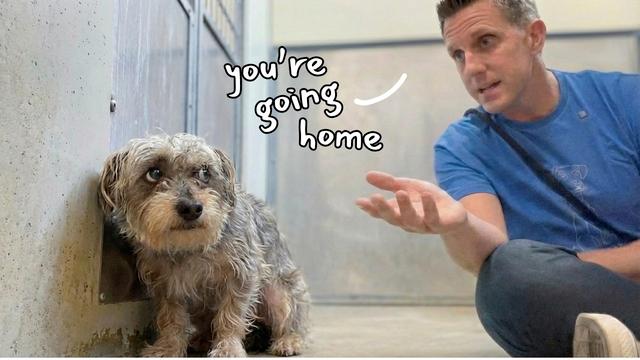 This Broken Dog Wouldn't Let Anyone Touch Him His Comeback Will Shock You 