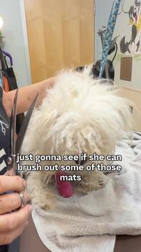 Trapped in Her Own Fur: The Ultimate Makeover for a Dog in Pain!
