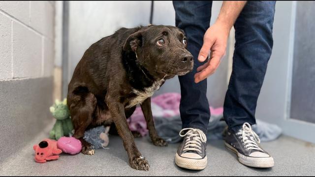 This Shelter Dog Was Frozen in Fear... Watch What Happens When She Finally Moves