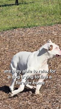 Watch the Moment they Remembered how to be Dogs